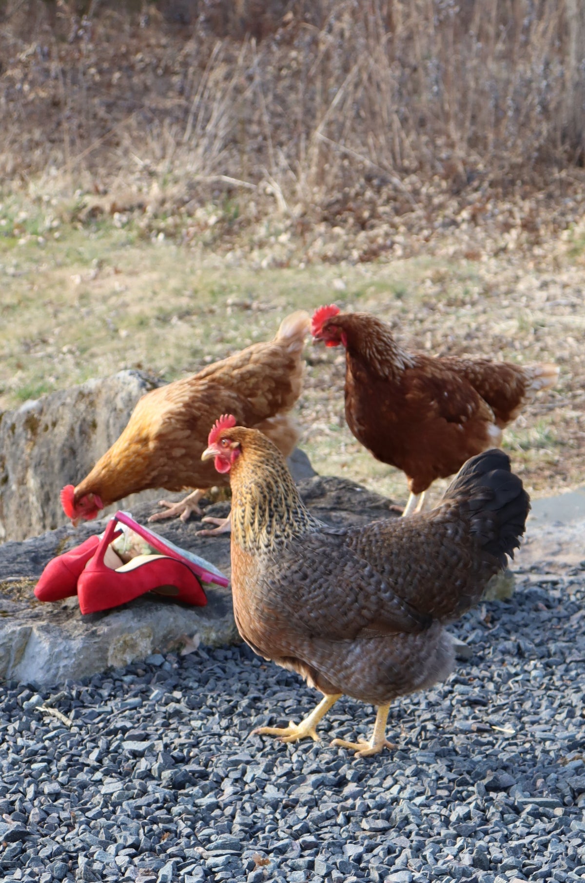 Photo of three chickens and a pair of red high heels.