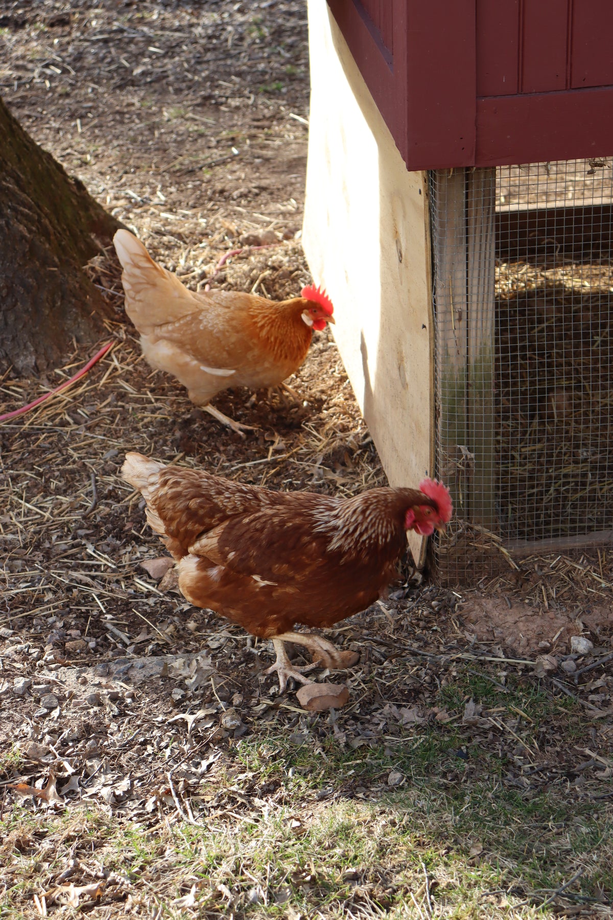 Photo of two chickens.